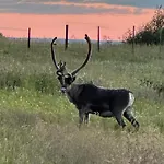 Grasbakken *